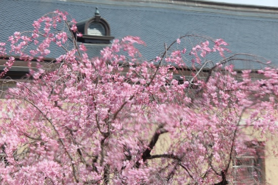 5271-当時のガラス越し　八重紅枝垂れ桜と屋根.jpg